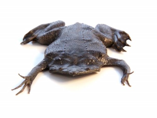 Surinam (Pipa pipa) Toad for Sale