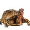 Three Toed Box Turtle for Sale