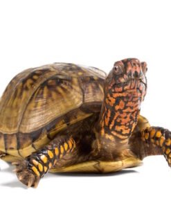 Three Toed Box Turtle for Sale
