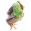 Tiger Leg Tree Frog for Sale