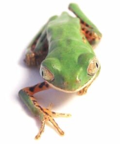 Tiger Leg Tree Frog for Sale