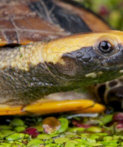 Twist Necked Turtle for Sale