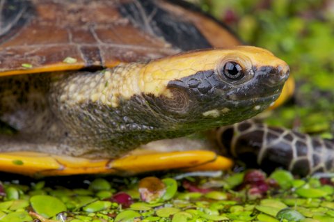 Twist Necked Turtle for Sale