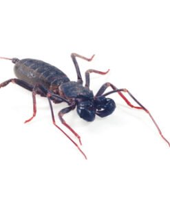 Vinegaroon for Sale