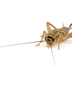 Vita Crickets for Sale