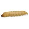 Wax Worms for Sale