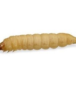Wax Worms for Sale