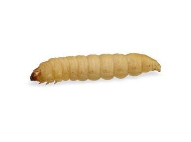 Wax Worms for Sale