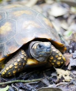 Yellow Foot Tortoise for Sale