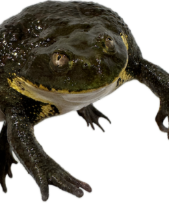 Chilean Wide Mouthed Toad for Sale
