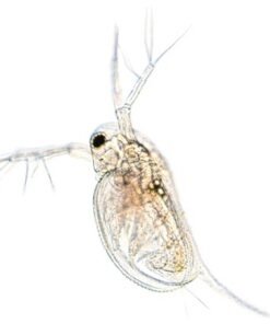 Moina Macrocopa for Sale