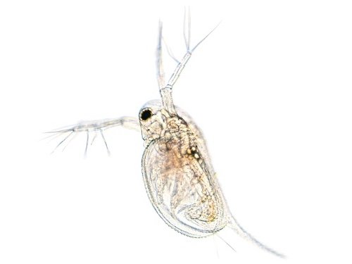 Moina Macrocopa for Sale