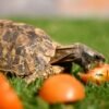 Home's Hingeback Tortoise for Sale