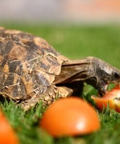 Home's Hingeback Tortoise for Sale